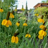 Prairie Coneflower